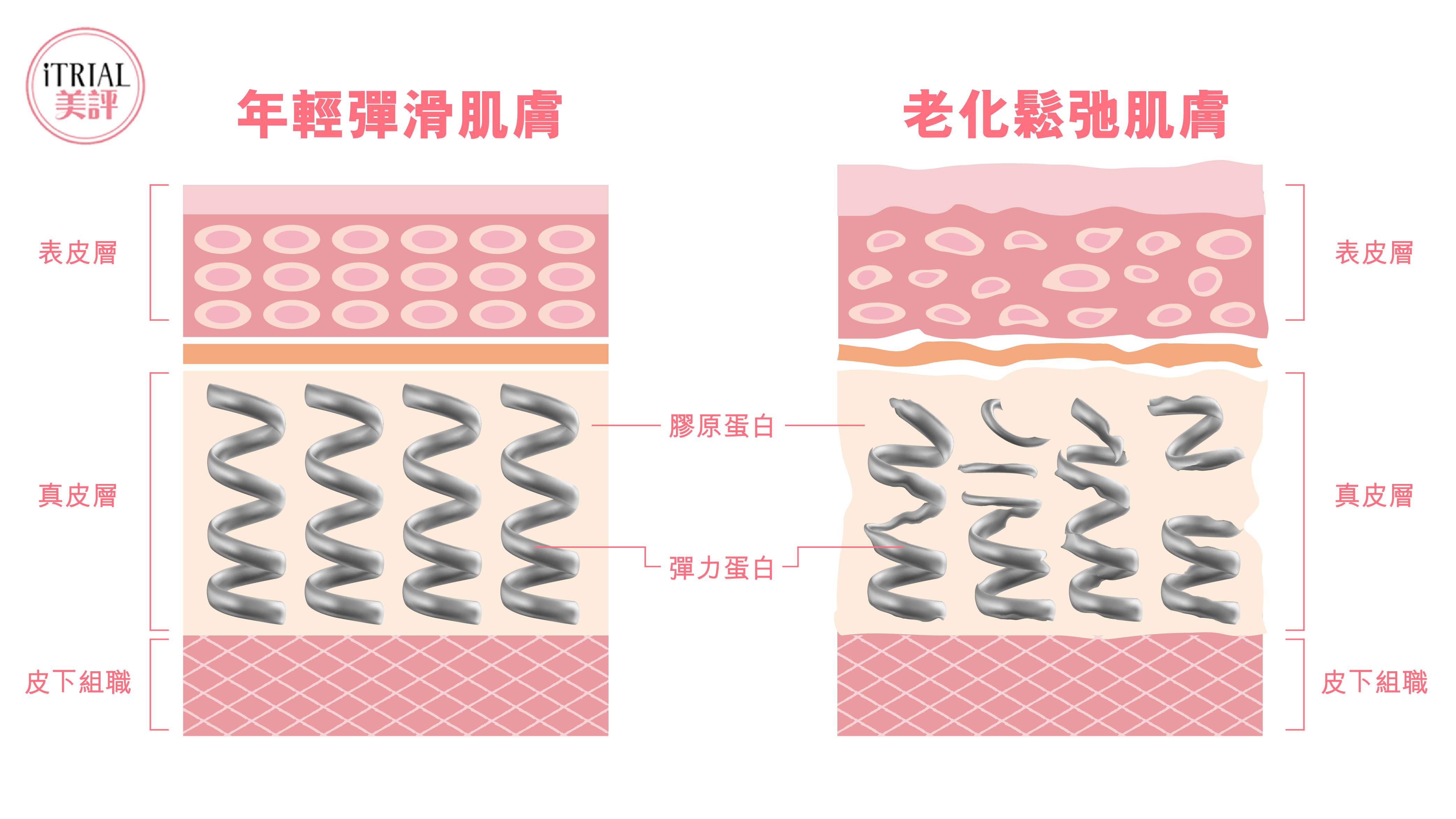 彈力蛋白, 膠原蛋白